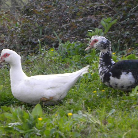Agriristoro Podere S. Andrea Massa Marittima Eksteriør bilde