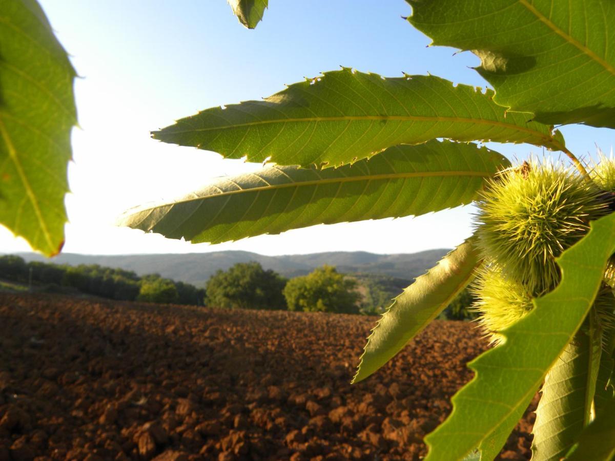 Agriristoro Podere S. Andrea Massa Marittima Eksteriør bilde