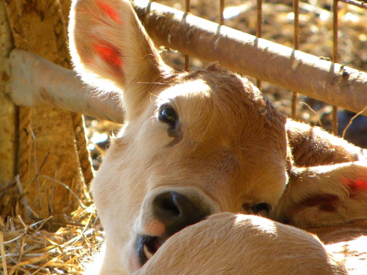 Agriristoro Podere S. Andrea Massa Marittima Eksteriør bilde