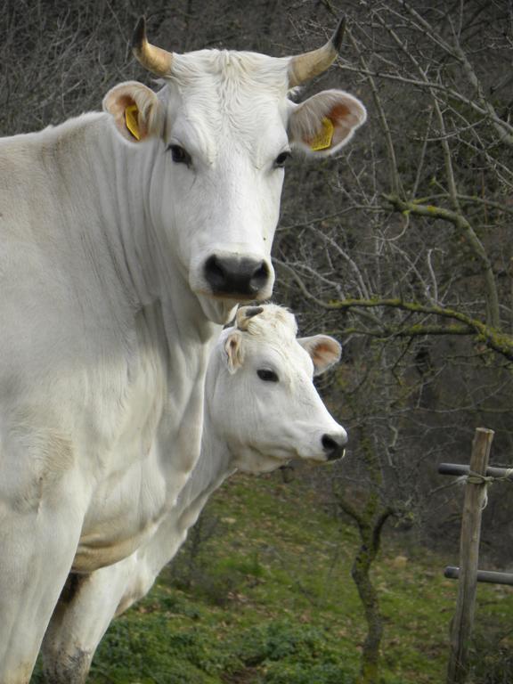 Agriristoro Podere S. Andrea Massa Marittima Eksteriør bilde