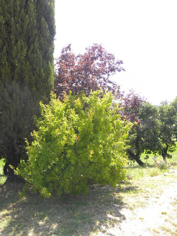 Agriristoro Podere S. Andrea Massa Marittima Eksteriør bilde
